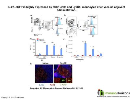 IL-27–eGFP is highly expressed by cDC1 cells and Ly6Chi monocytes after vaccine adjuvant administration. IL-27–eGFP is highly expressed by cDC1 cells and.