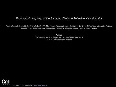 Topographic Mapping of the Synaptic Cleft into Adhesive Nanodomains