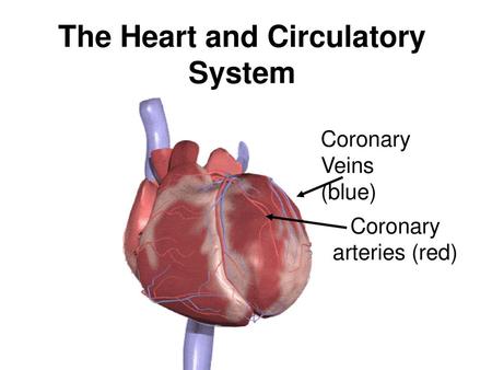 The Heart and Circulatory System