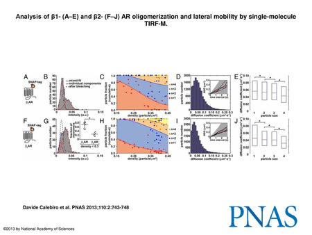 Analysis of β1- (A–E) and β2- (F–J) AR oligomerization and lateral mobility by single-molecule TIRF-M. Analysis of β1- (A–E) and β2- (F–J) AR oligomerization.