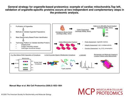 General strategy for organelle-based proteomics: example of cardiac mitochondria.Top left, validation of organelle-specific proteins occurs at two independent.