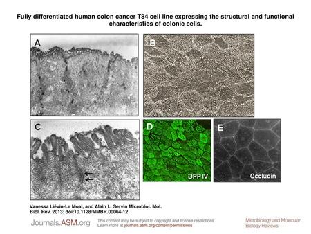 Fully differentiated human colon cancer T84 cell line expressing the structural and functional characteristics of colonic cells. Fully differentiated human.