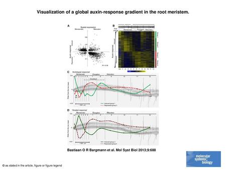 Visualization of a global auxin‐response gradient in the root meristem