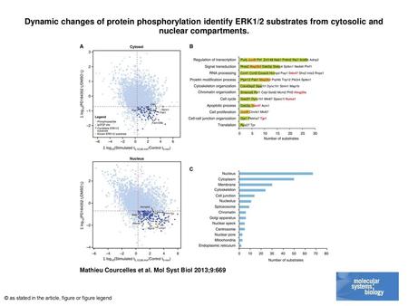 Dynamic changes of protein phosphorylation identify ERK1/2 substrates from cytosolic and nuclear compartments. Dynamic changes of protein phosphorylation.