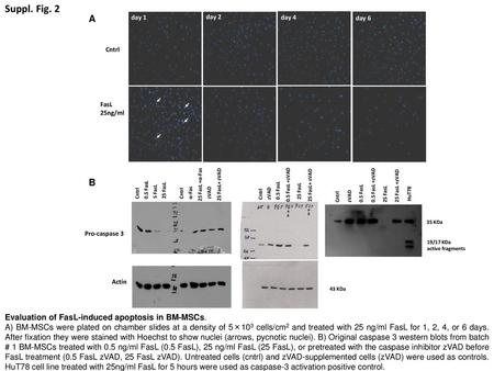 Suppl. Fig. 2 A B Evaluation of FasL-induced apoptosis in BM-MSCs.