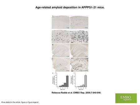 Age‐related amyloid deposition in APPPS1‐21 mice.