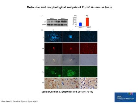 Molecular and morphological analysis of Pitrm1+/− mouse brain