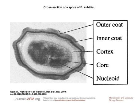 Cross-section of a spore of B. subtilis.