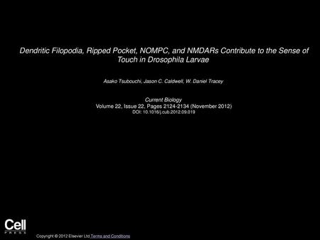 Dendritic Filopodia, Ripped Pocket, NOMPC, and NMDARs Contribute to the Sense of Touch in Drosophila Larvae  Asako Tsubouchi, Jason C. Caldwell, W. Daniel.