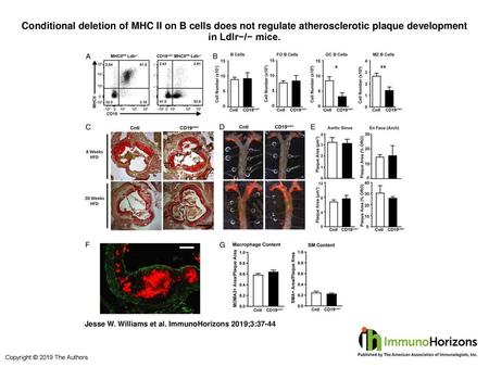 Conditional deletion of MHC II on B cells does not regulate atherosclerotic plaque development in Ldlr−/− mice. Conditional deletion of MHC II on B cells.