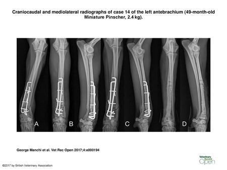 Craniocaudal and mediolateral radiographs of case 14 of the left antebrachium (49-month-old Miniature Pinscher, 2.4 kg). Craniocaudal and mediolateral.