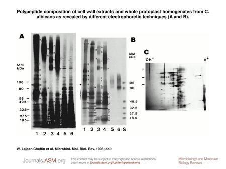 Polypeptide composition of cell wall extracts and whole protoplast homogenates from C. albicans as revealed by different electrophoretic techniques (A.