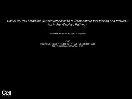 Use of dsRNA-Mediated Genetic Interference to Demonstrate that frizzled and frizzled 2 Act in the Wingless Pathway  Jason R Kennerdell, Richard W Carthew 