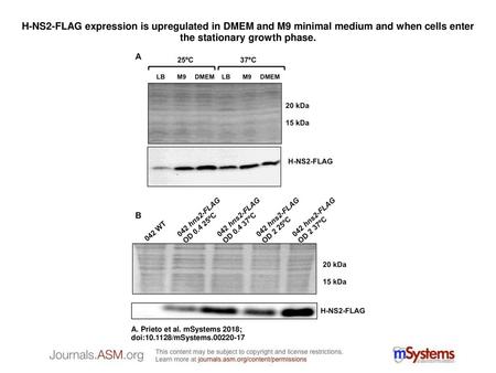 H-NS2-FLAG expression is upregulated in DMEM and M9 minimal medium and when cells enter the stationary growth phase. H-NS2-FLAG expression is upregulated.