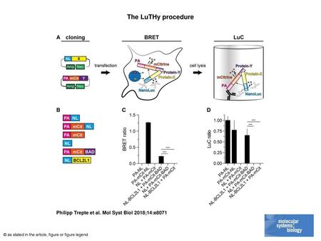 The LuTHy procedure The LuTHy procedure Schematic representation of the workflow of the LuTHy method. Expression vectors encoding NL and PA‐mCit‐tagged.