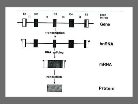 Molecular Biology timeline RNA polymerase complex comprised of many proteins—scaffolds that bind TATA box (orange) plus enzymatic subunits. Basic.