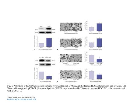 Fig. 6. Alteration of GUCD1 expression partially reversed the miR-370-mediated effect on HCC cell migration and invasion. (A) Western blot (up) and qRT-PCR.