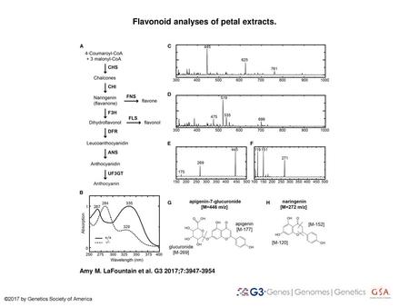 Flavonoid analyses of petal extracts.