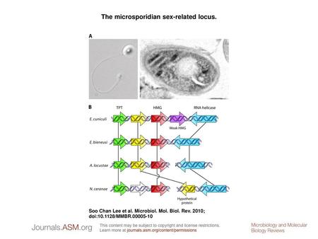 The microsporidian sex-related locus.