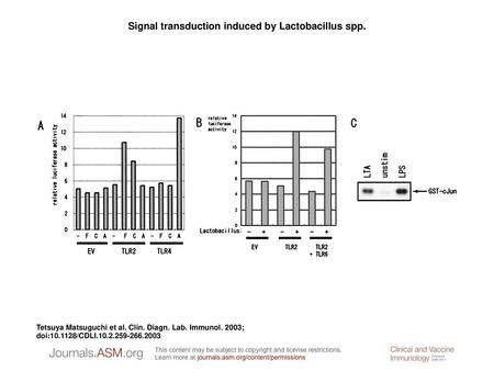 Signal transduction induced by Lactobacillus spp.