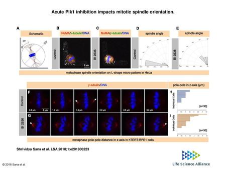 Acute Plk1 inhibition impacts mitotic spindle orientation.