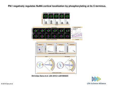 Plk1 negatively regulates NuMA cortical localization by phosphorylating at its C-terminus. Plk1 negatively regulates NuMA cortical localization by phosphorylating.