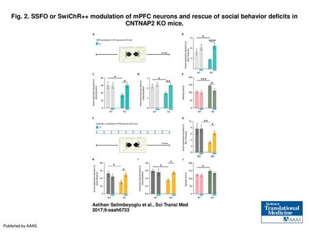 Fig. 2. SSFO or SwiChR++ modulation of mPFC neurons and rescue of social behavior deficits in CNTNAP2 KO mice. SSFO or SwiChR++ modulation of mPFC neurons.