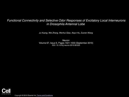 Functional Connectivity and Selective Odor Responses of Excitatory Local Interneurons in Drosophila Antennal Lobe  Ju Huang, Wei Zhang, Wenhui Qiao, Aiqun.