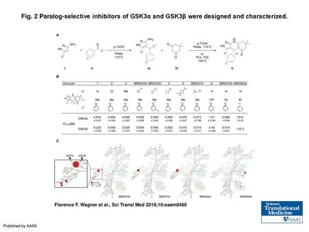 Fig. 2 Paralog-selective inhibitors of GSK3α and GSK3β were designed and characterized. Paralog-selective inhibitors of GSK3α and GSK3β were designed and.