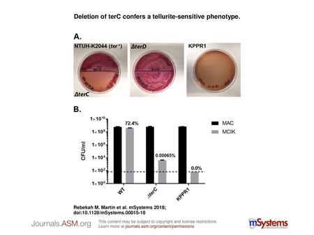 Deletion of terC confers a tellurite-sensitive phenotype.