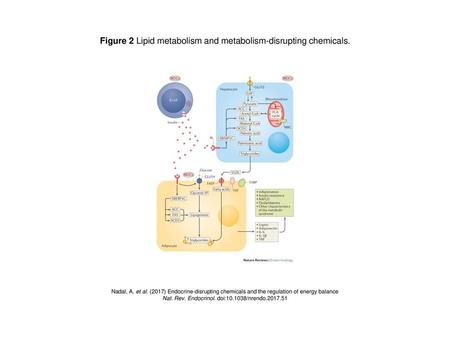 Figure 2 Lipid metabolism and metabolism-disrupting chemicals.