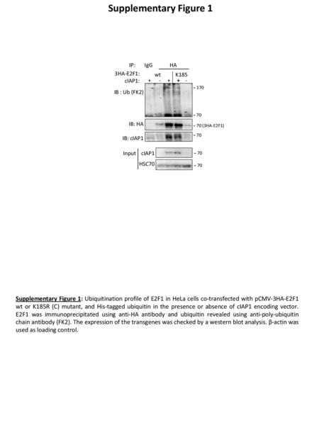 Supplementary Figure 1 IP: IgG HA 3HA-E2F1: cIAP1: wt K185  170