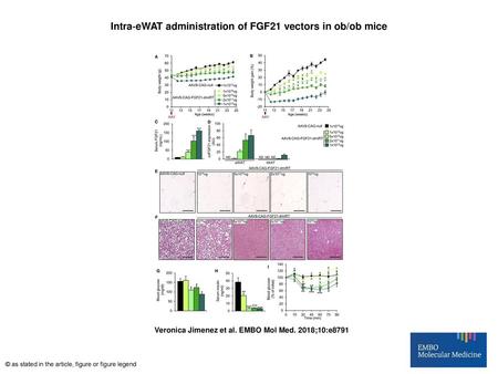 Intra‐eWAT administration of FGF21 vectors in ob/ob mice