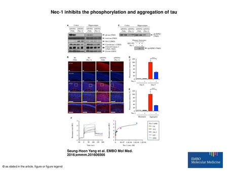 Nec‐1 inhibits the phosphorylation and aggregation of tau