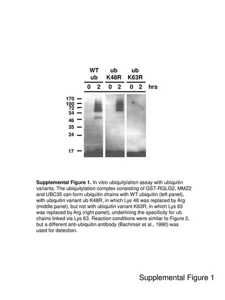 Supplemental Figure 1 WT ub ub K48R ub K63R hrs