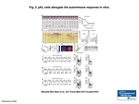 Fig. 5. pKL cells abrogate the autoimmune response in vitro.