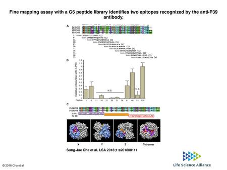 Fine mapping assay with a G6 peptide library identifies two epitopes recognized by the anti-P39 antibody. Fine mapping assay with a G6 peptide library.