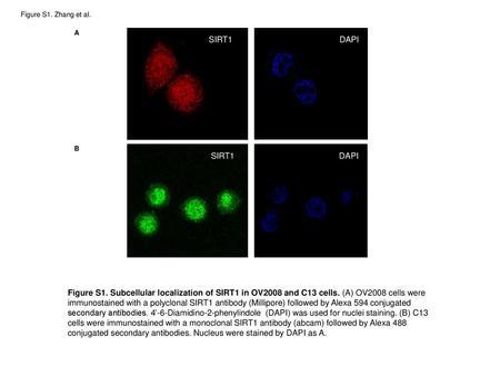 SIRT1 DAPI SIRT1 DAPI DAPI