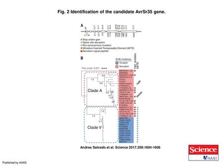 Fig. 2 Identification of the candidate AvrSr35 gene.