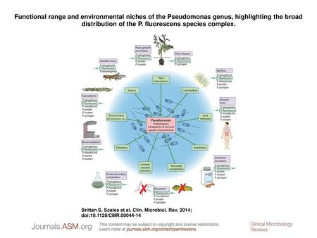 Functional range and environmental niches of the Pseudomonas genus, highlighting the broad distribution of the P. fluorescens species complex. Functional.