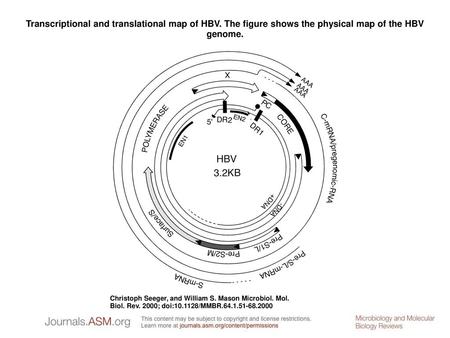 Transcriptional and translational map of HBV