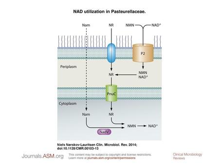 NAD utilization in Pasteurellaceae.