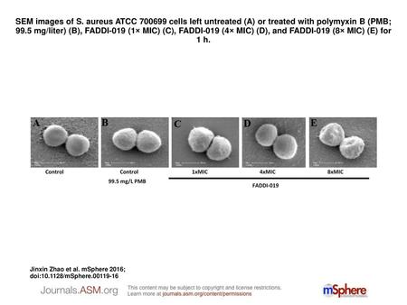 SEM images of S. aureus ATCC 700699 cells left untreated (A) or treated with polymyxin B (PMB; 99.5 mg/liter) (B), FADDI-019 (1× MIC) (C), FADDI-019 (4×