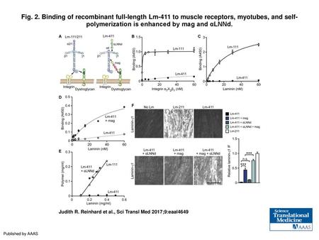 Fig. 2. Binding of recombinant full-length Lm-411 to muscle receptors, myotubes, and self-polymerization is enhanced by mag and αLNNd. Binding of recombinant.