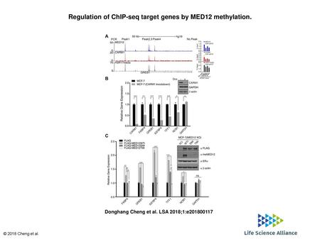 Regulation of ChIP-seq target genes by MED12 methylation.