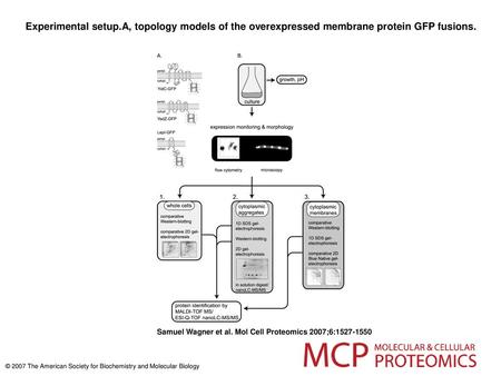 Experimental setup.A, topology models of the overexpressed membrane protein GFP fusions. Experimental setup.A, topology models of the overexpressed membrane.