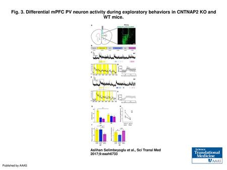 Fig. 3. Differential mPFC PV neuron activity during exploratory behaviors in CNTNAP2 KO and WT mice. Differential mPFC PV neuron activity during exploratory.