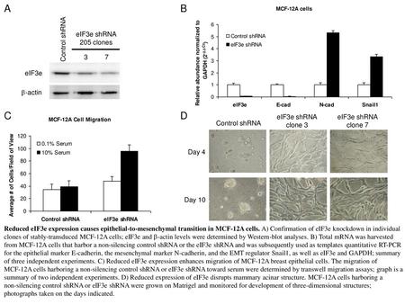 A B C D eIF3e shRNA 205 clones Control shRNA 3 7 eIF3e b-actin