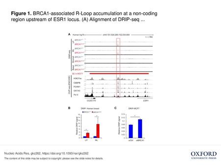 Figure 1. BRCA1-associated R-Loop accumulation at a non-coding region upstream of ESR1 locus. (A) Alignment of DRIP-seq ... Figure 1. BRCA1-associated.