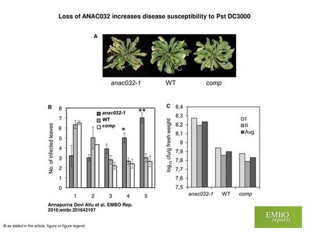 Loss of ANAC032 increases disease susceptibility to Pst DC3000